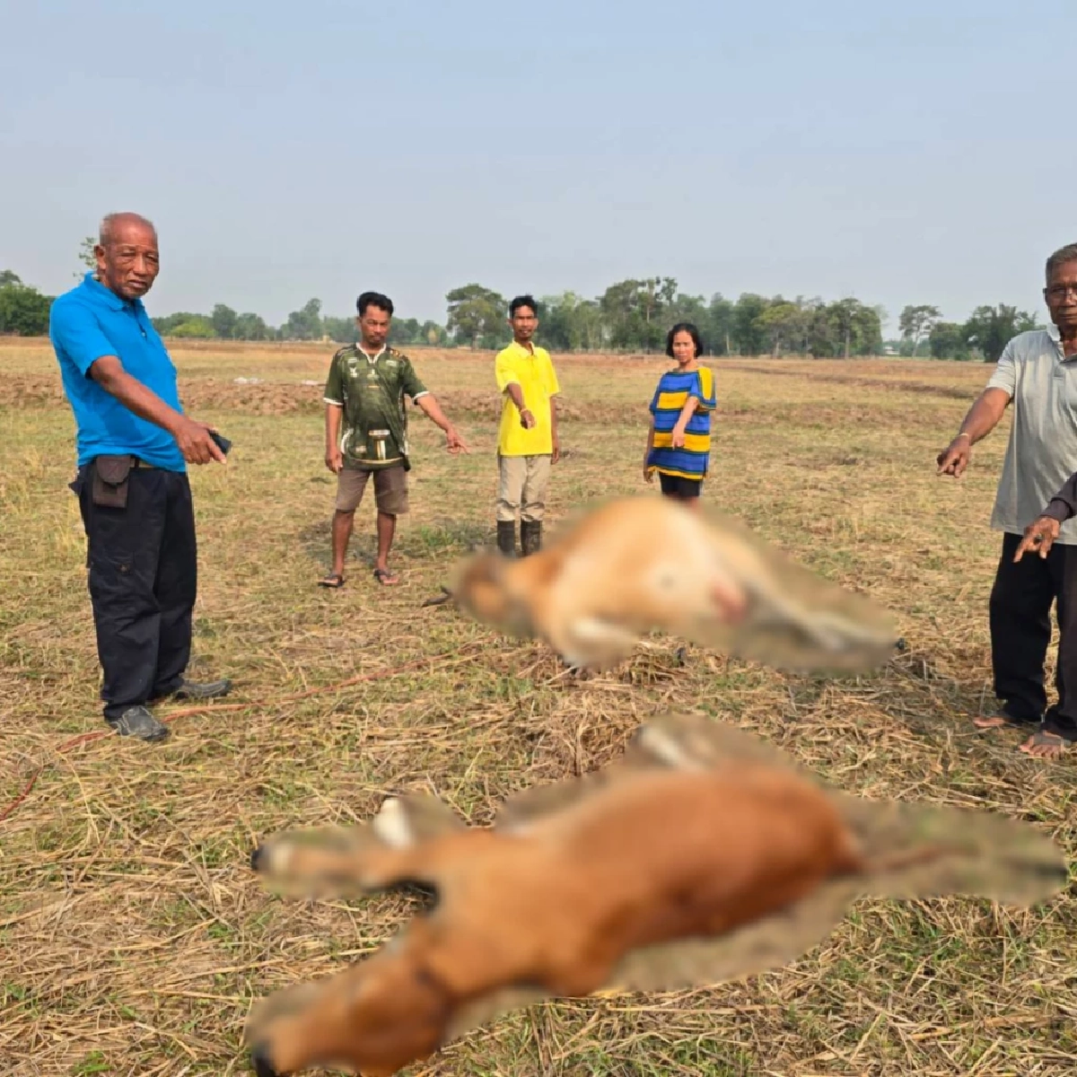 พายุฤดูร้อนทำพิษ วัวแสนรู้ถูกฟ้าผ่าดับคู่ เจ้าของร่ำไห้หมดหนทาง