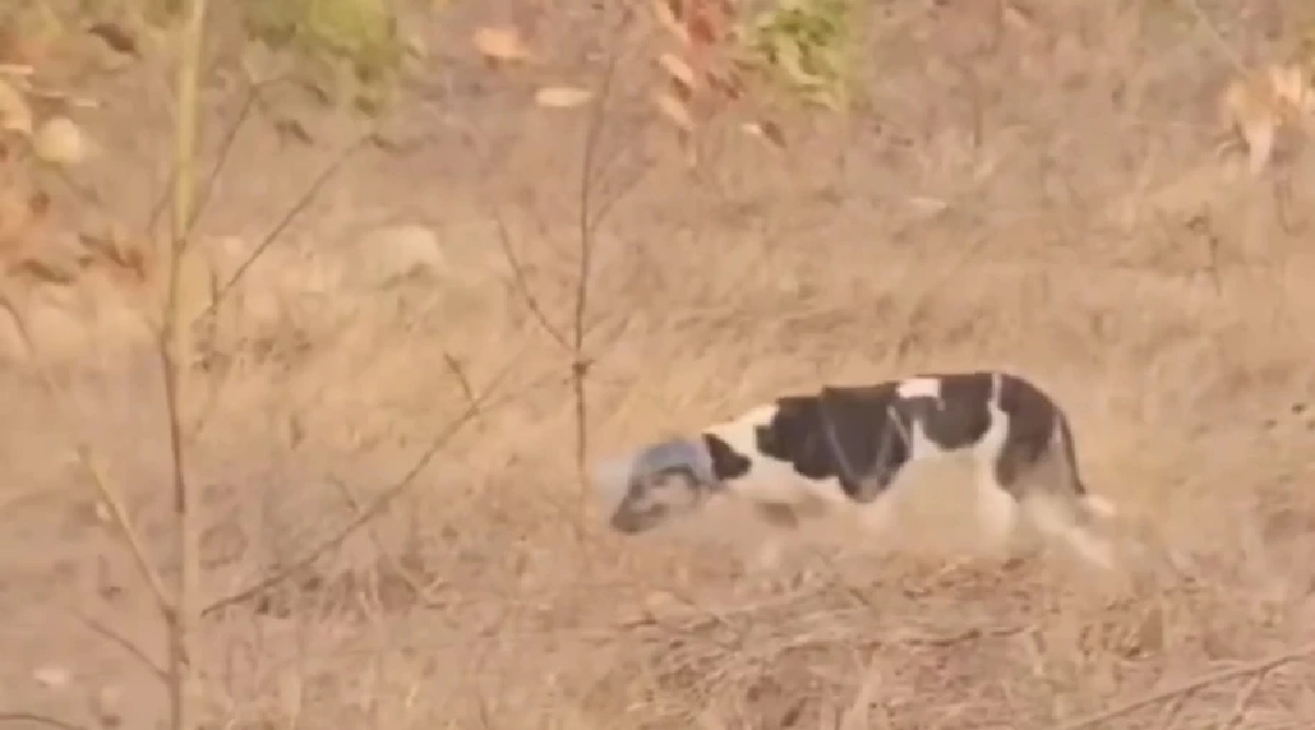 นาทีระทึก! ช่วยน้องหมาหัวติดขวดโหลนานกว่า 5 วัน หลังเฝ้าติดตาม 2 วันเต็ม