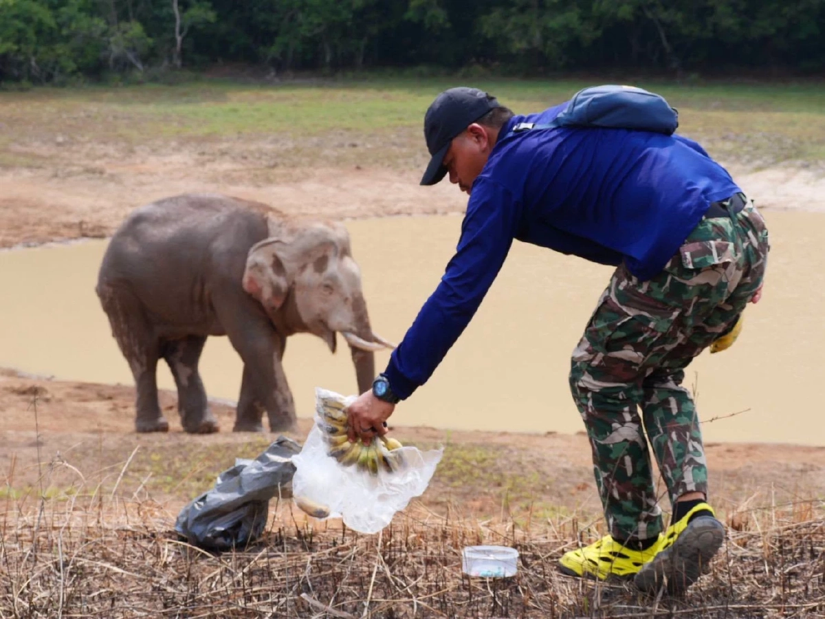 จนท.เขาใหญ่เร่งรักษา 'พลายจ่าย่น' บาดเจ็บหนัก หางขาดแผลทั่วตัว