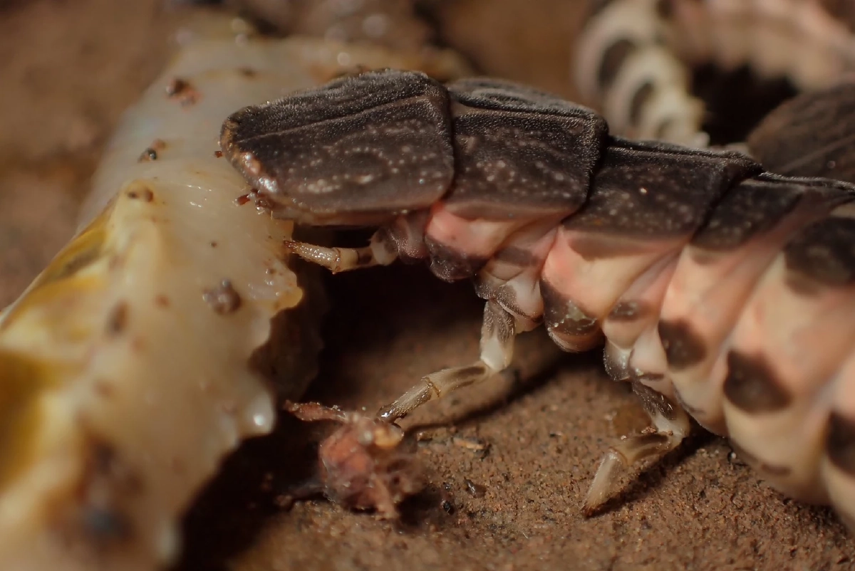 รู้แล้วตัวอะไร คลิปขนลุกสัตว์ปริศนารุมเหยื่อ ชาวเน็ตเฉลยตรงกัน