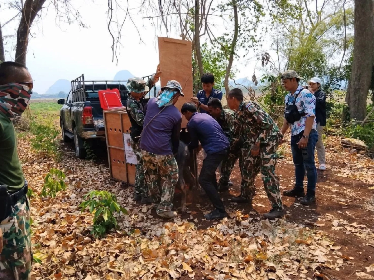 วินาทีชีวิต! บุกช่วยเลียงผาหลงฝูง บาดเจ็บหนักคาถ้ำประทุน