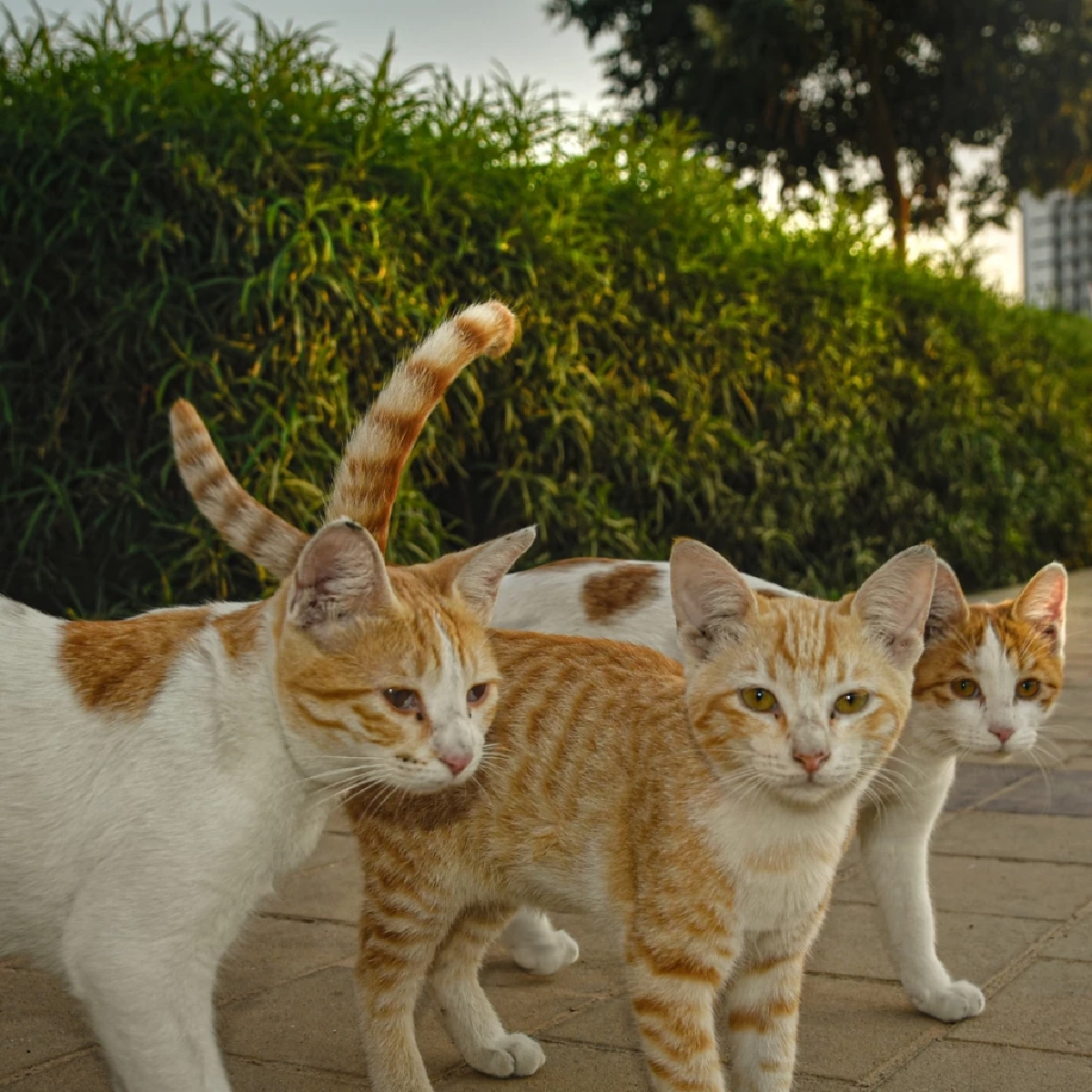 ไขความลับสุดทึ่ง เรื่องพลังพิเศษที่ซ่อนอยู่ของแมว