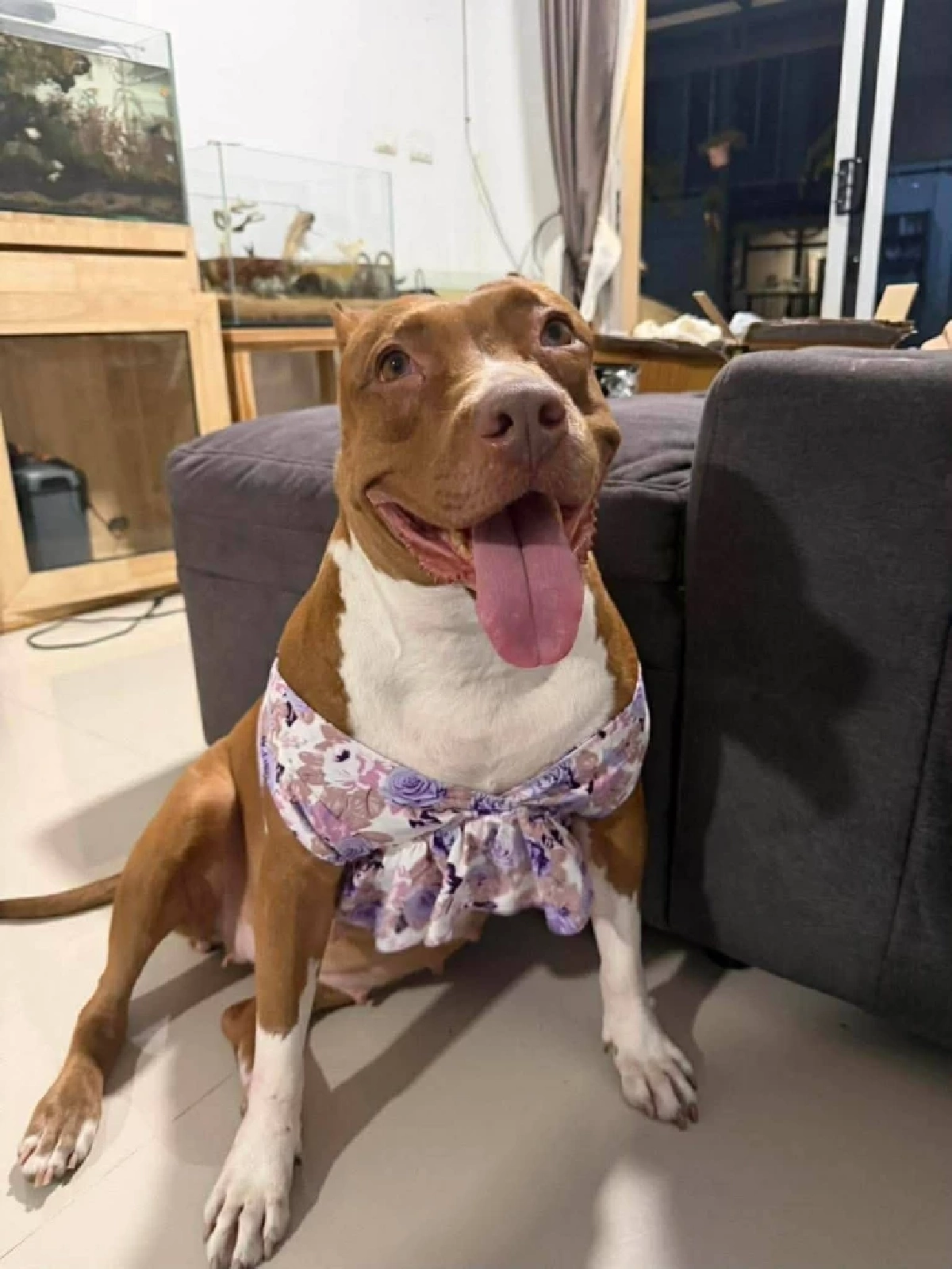 เจ้าของช้ำใจ ส่งน้องหมาผ่าตัดธรรมดาๆ กลับกลายเป็นฝันร้าย