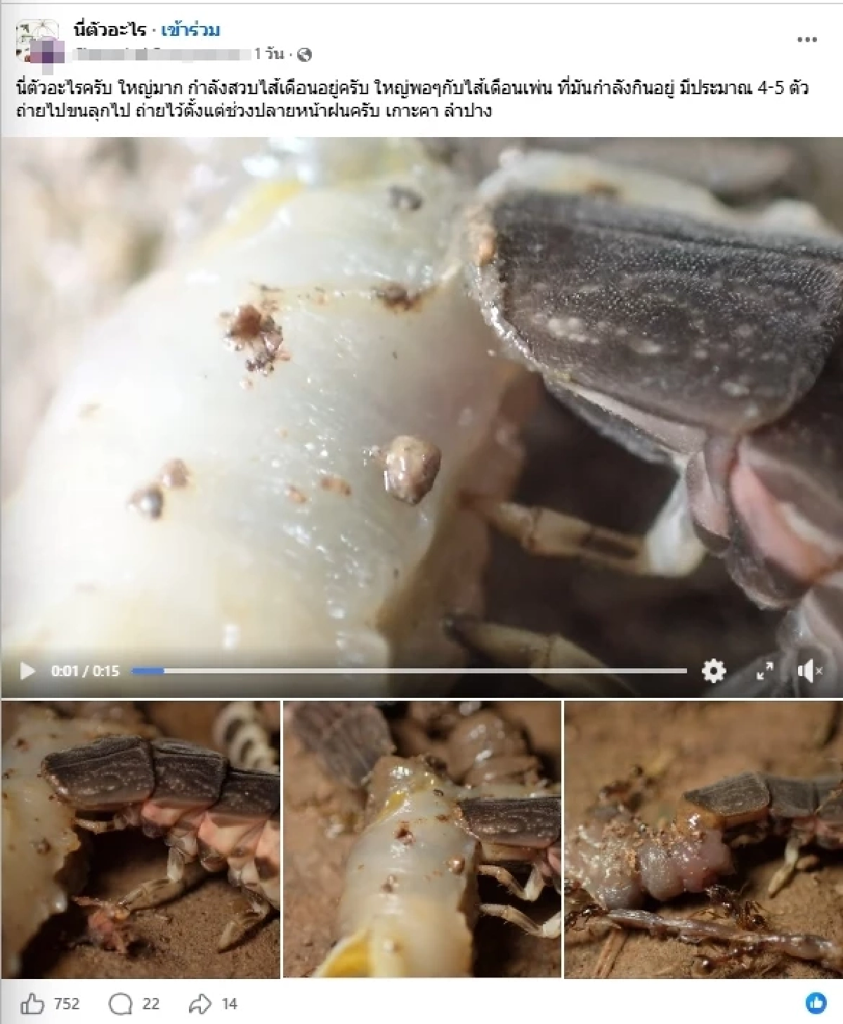 รู้แล้วตัวอะไร คลิปขนลุกสัตว์ปริศนารุมเหยื่อ ชาวเน็ตเฉลยตรงกัน