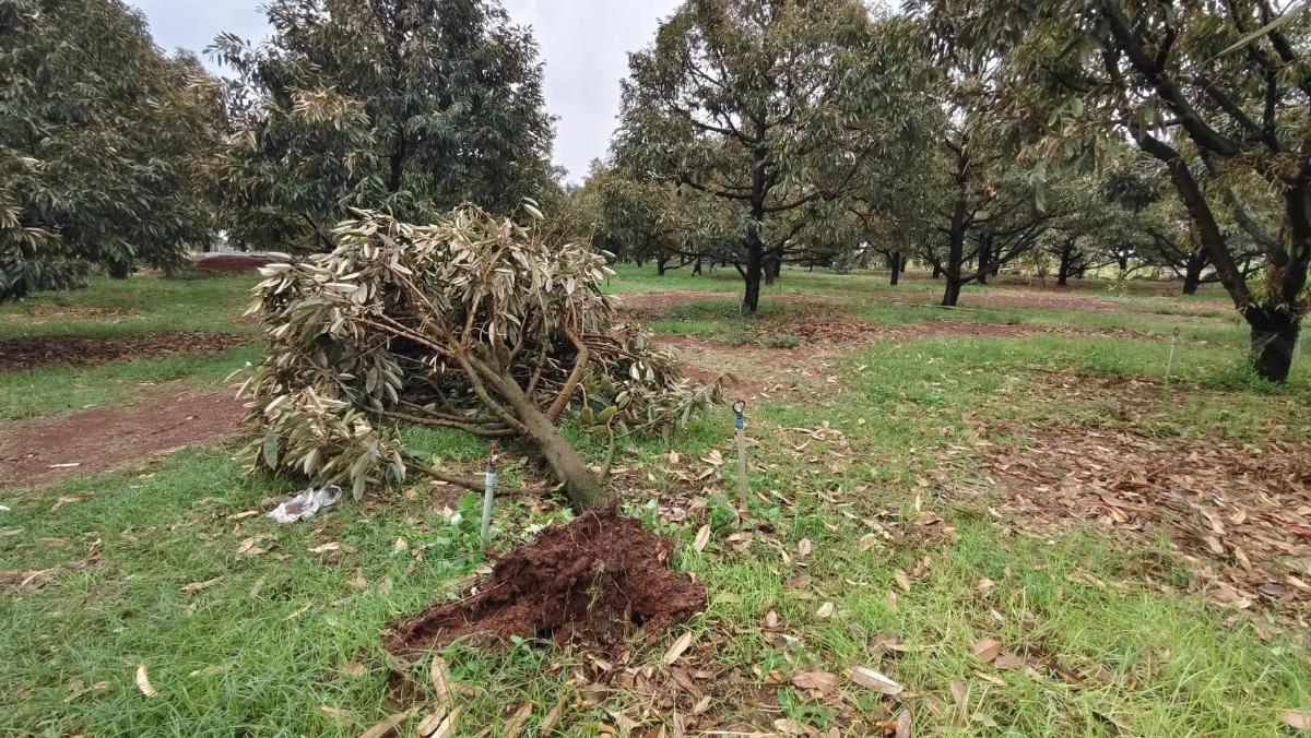 พายุฤดูร้อนถล่มโคราช สวนทุเรียนเสียหายหนักกว่า 10 แห่ง