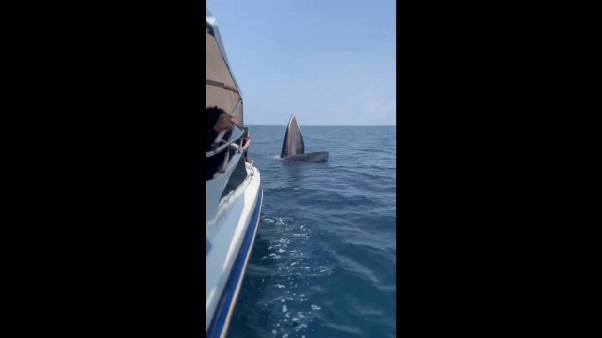 วาฬบรูด้าโผล่อวดโฉมทะเลชุมพร ต้อนรับนายกฯ-โชว์ความสมบูรณ์