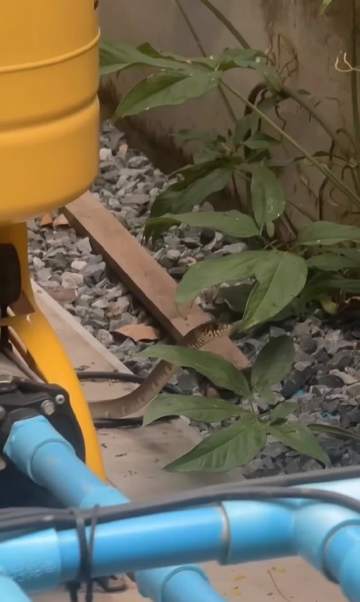 แม่แก้ว เจองูเลื้อยเข้าบ้านในวันพระ พร้อมเปิดบ้านเลขที่