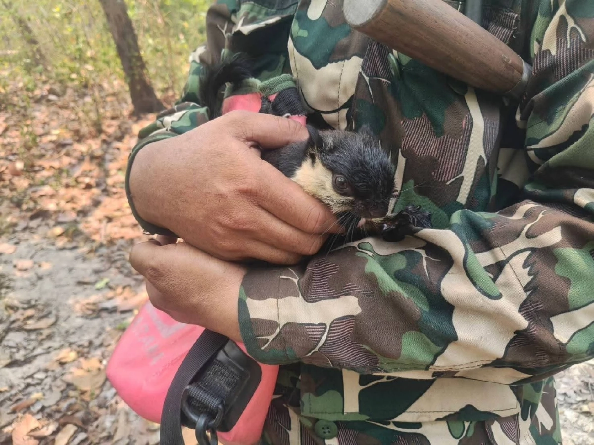 นาทีชีวิต! ช่วยลูกพญากระรอกดำ หนีตายจากวิกฤตไฟป่าสุดโหด