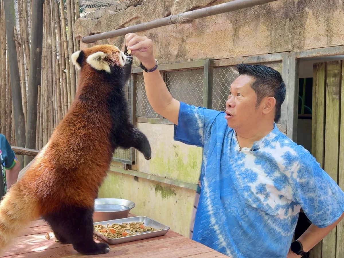 สวนสัตว์เปิดเขาเขียว เปิดตัวแพ็คเกจ VIP ใกล้ชิดแพนด้าแดง