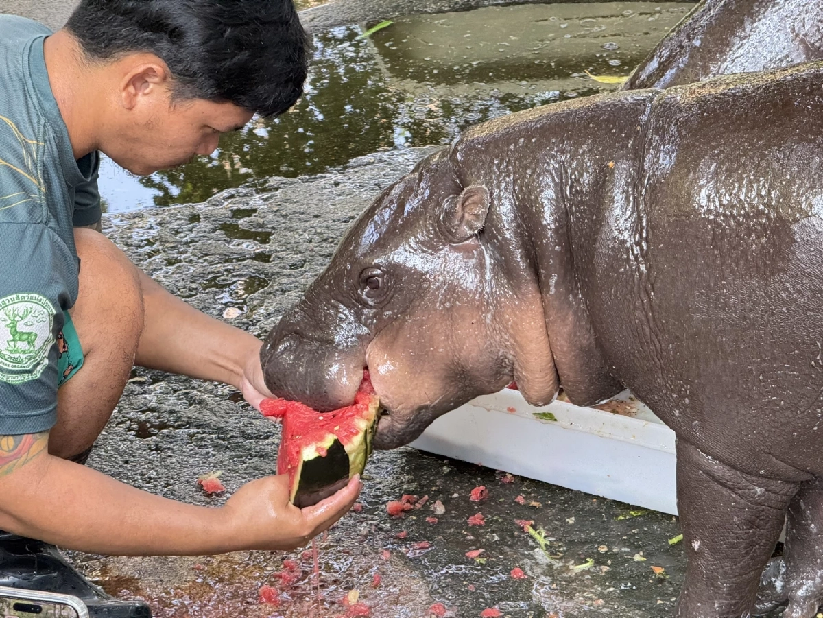 ก็แดดมันร้อน! เขาเขียวจัดหวานเย็นคลายร้อนให้สัตว์ป่า