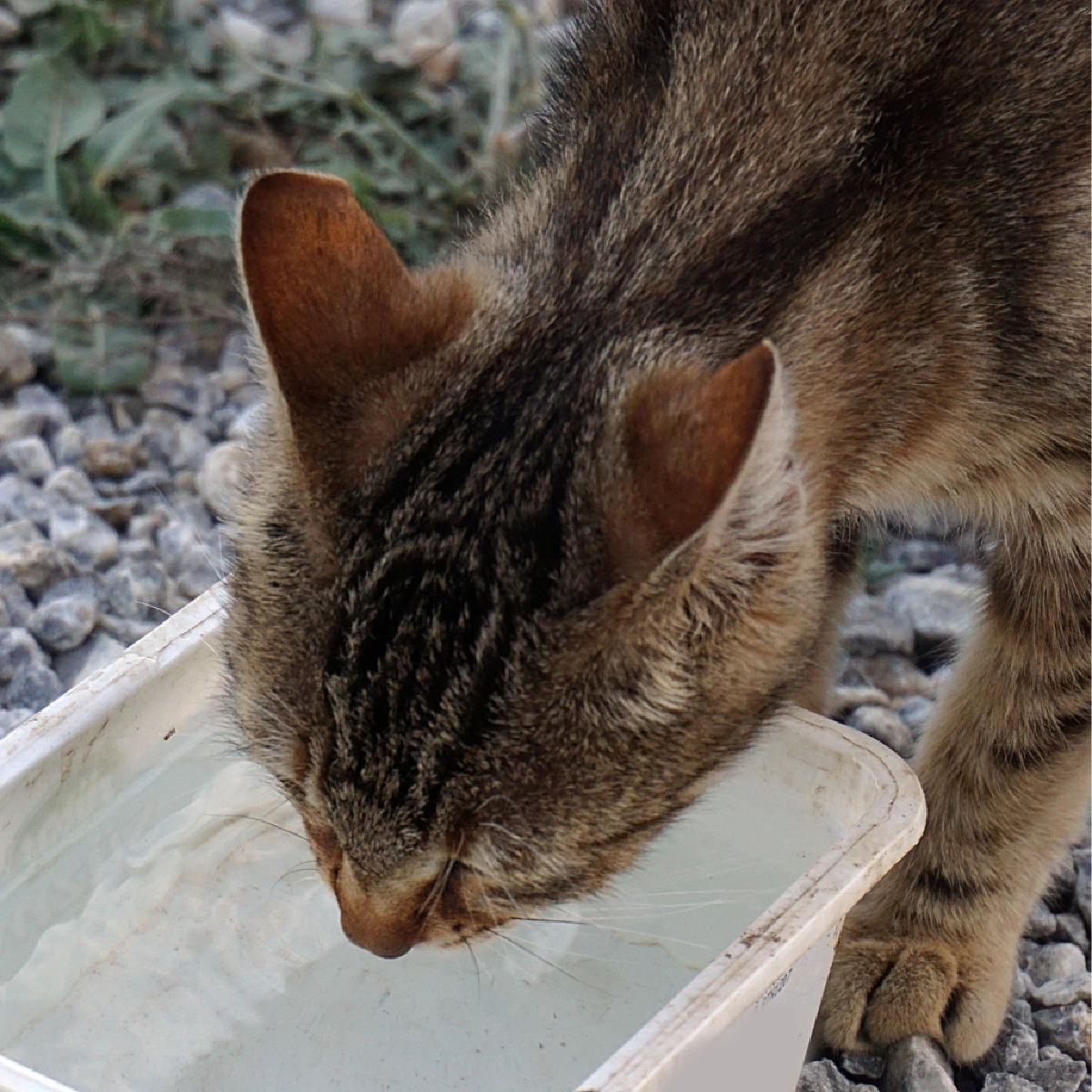 วางชามน้ำช่วยสัตว์จรจัดคลายร้อน ลดเสี่ยงฮีทสโตรกจากแดดเมืองไทย