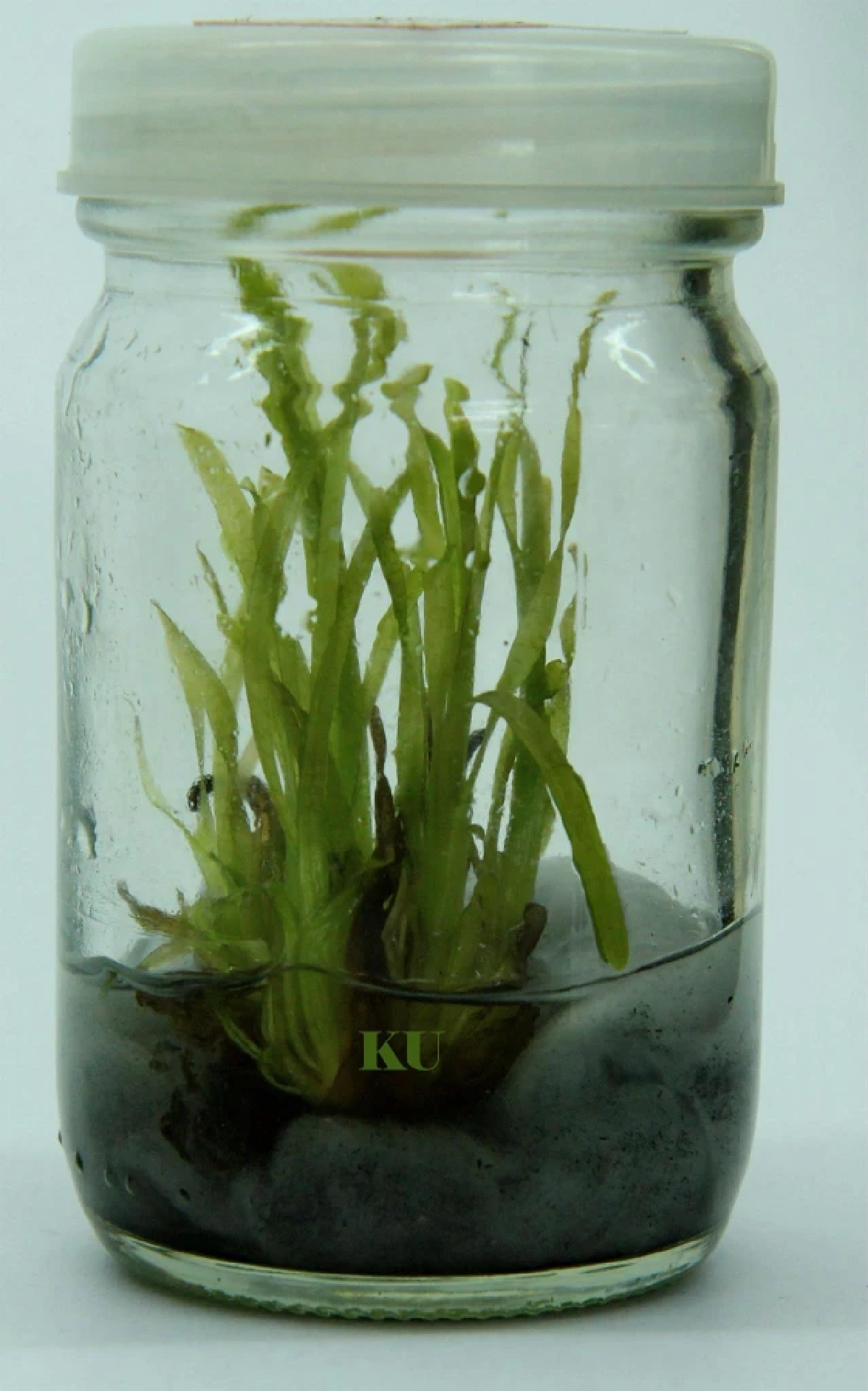 สุดเจ๋ง ม.เกษตรฯ เพาะเนื้อเยื่อหญ้าทะเลสำเร็จครั้งแรกของโลก