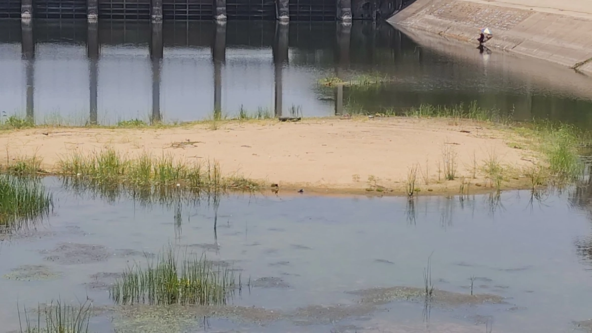 พิมายแล้งจัด! เขื่อนสั่งปิดประตูระบายน้ำ กระทบนาปรังจ่อตาย