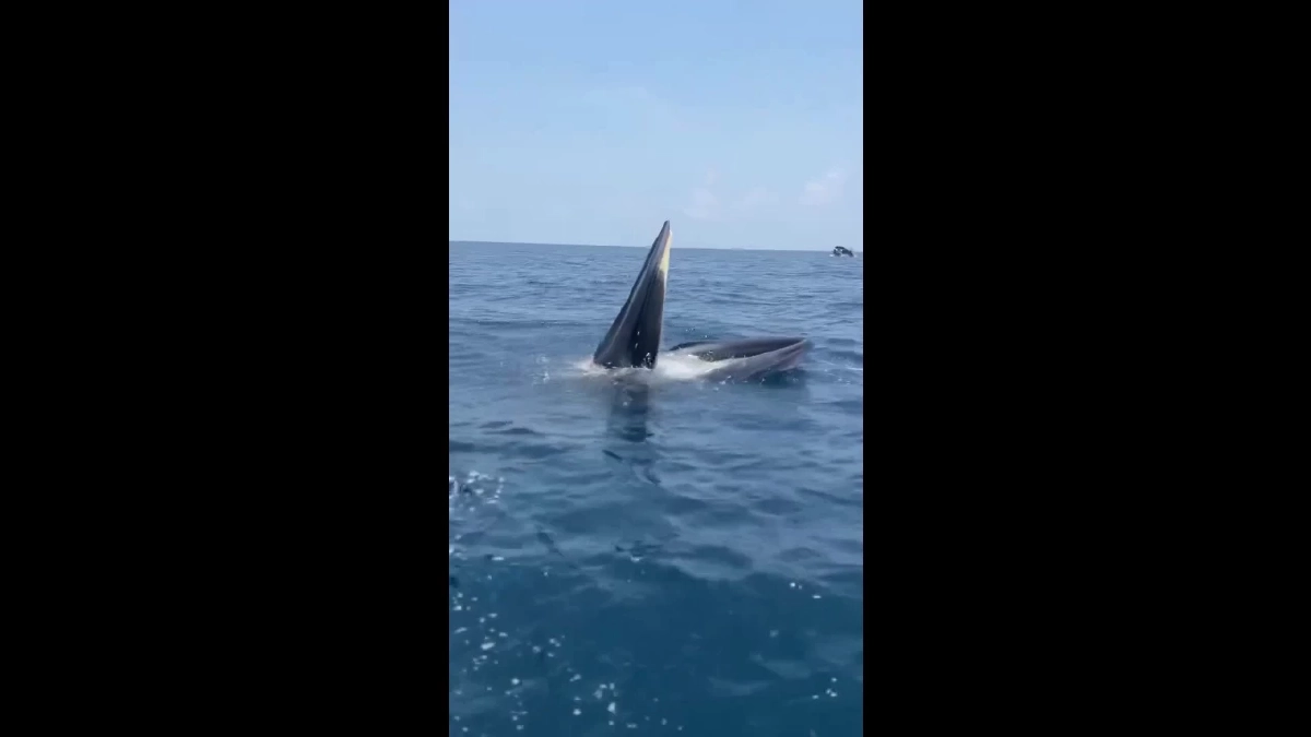 วาฬบรูด้าโผล่อวดโฉมทะเลชุมพร ต้อนรับนายกฯ-โชว์ความสมบูรณ์