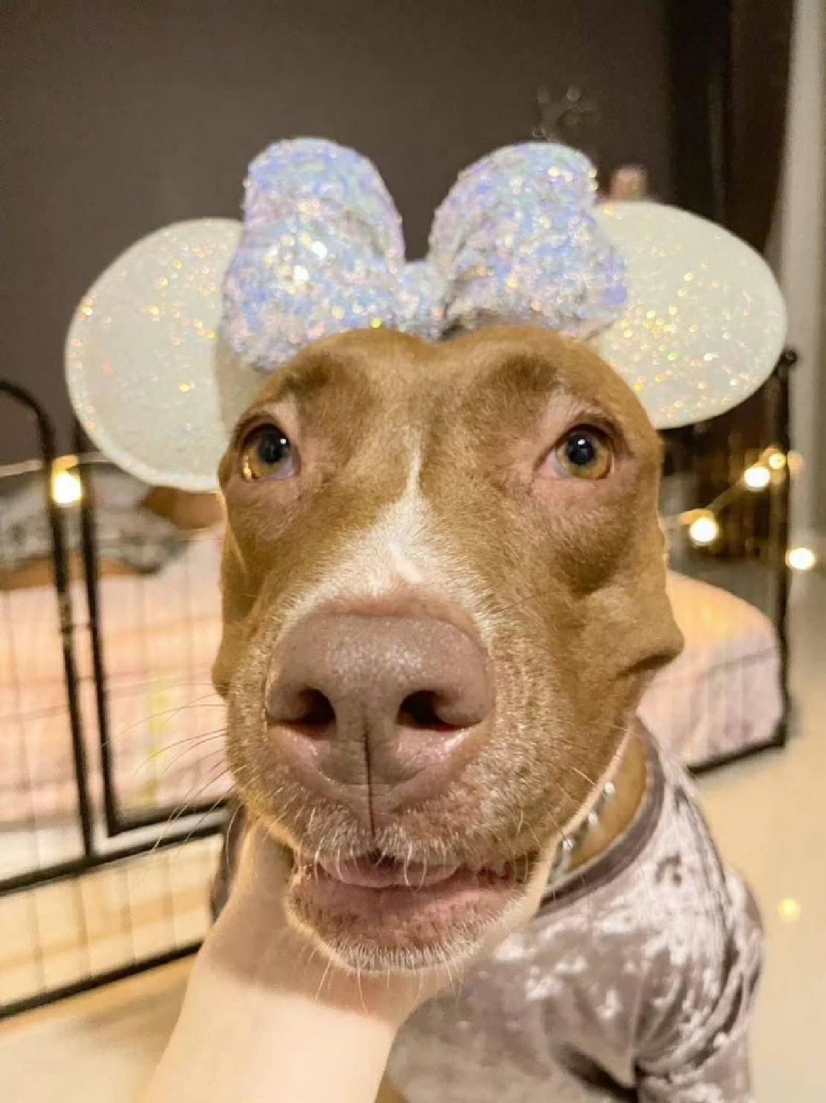 เจ้าของช้ำใจ ส่งน้องหมาผ่าตัดธรรมดาๆ กลับกลายเป็นฝันร้าย