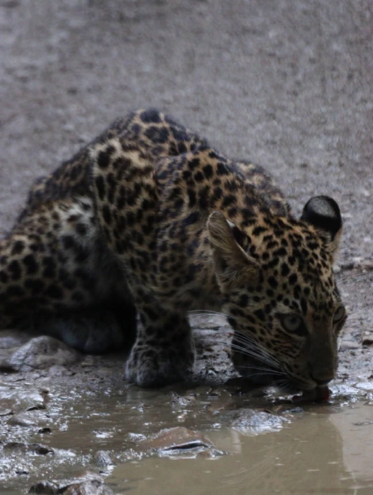 พบเสือดาววัยรุ่นริมลำธารแก่งกระจาน สะท้อนป่าสมบูรณ์รับสงกรานต์