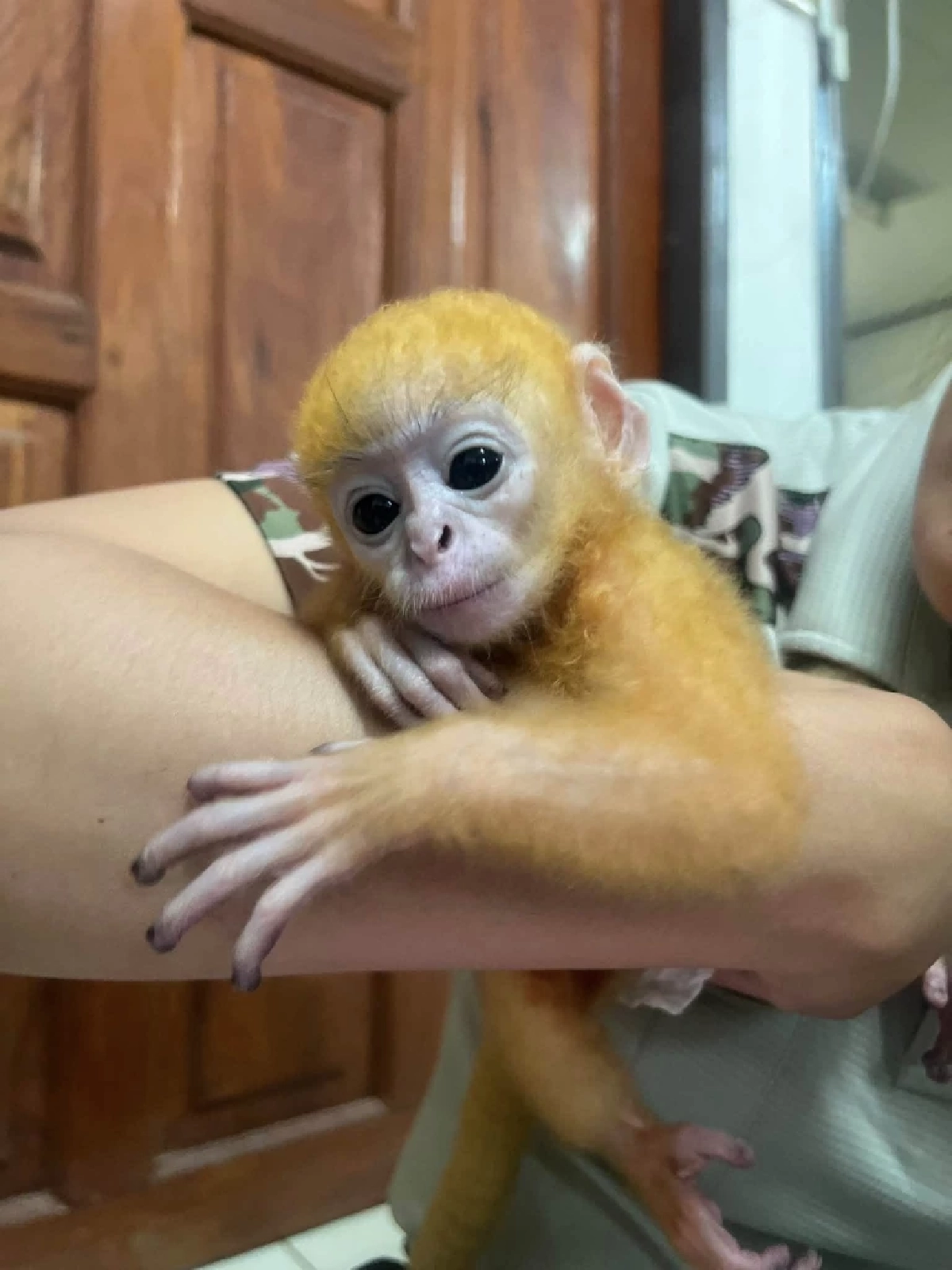 สวมบทแม่จำเป็น เจ้าหน้าที่ช่วยชีวิต ลูกค่างแว่น พลัดหลงในป่า