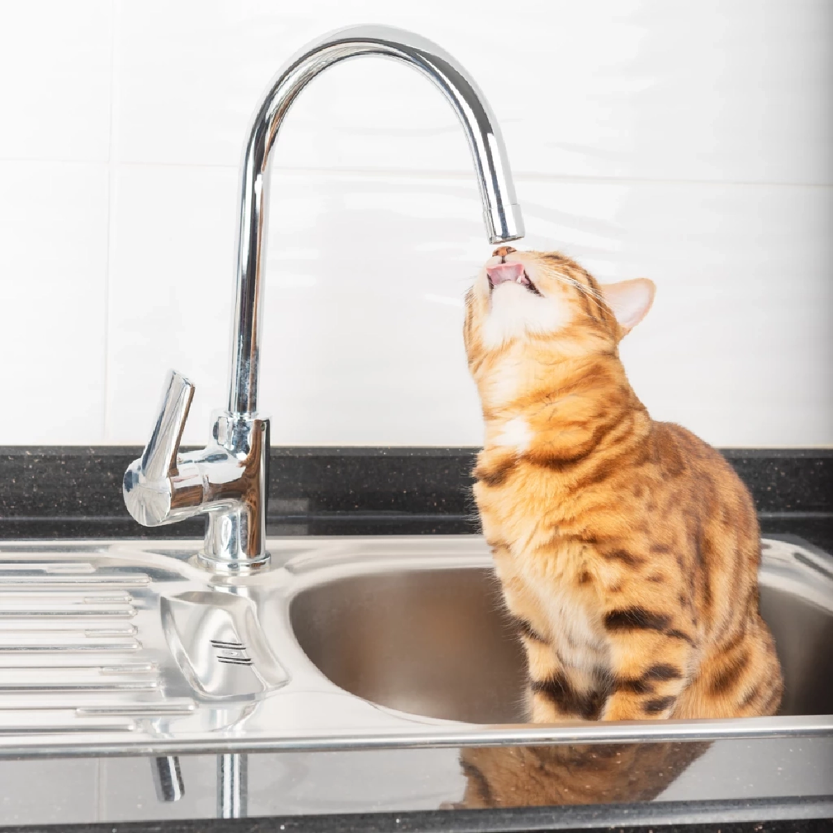 วิธีดูแลสัตว์เลี้ยงช่วงหน้าร้อน ป้องกันขาดน้ำและโรคฮีทสโตรก