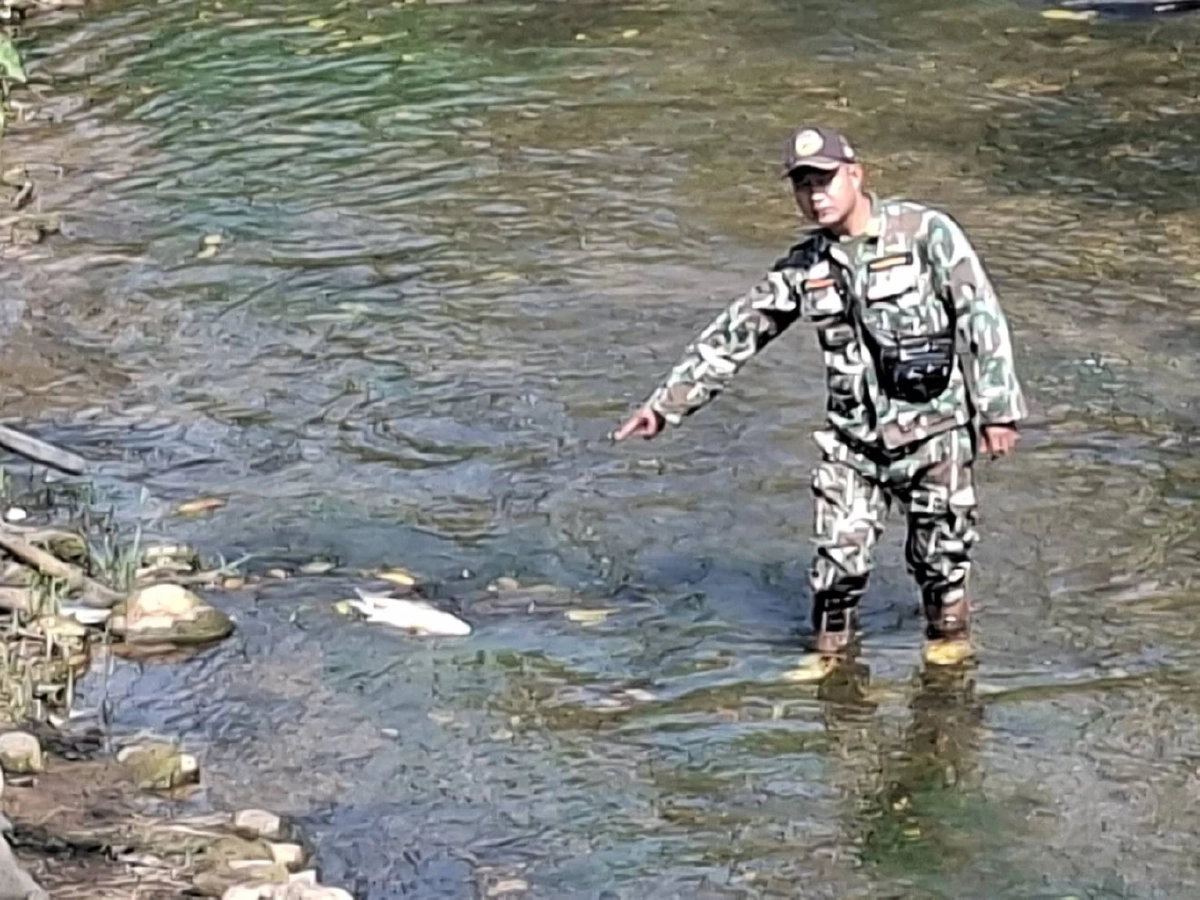 ผู้ว่าฯ แม่ฮ่องสอนยันปลาตายไม่ใช่สารเคมี ยันบริโภคได้