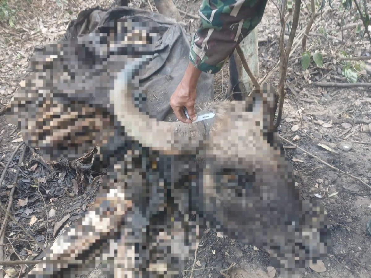 สั่งล่า! มือปืนเหี้ยมยิงกระทิงแก่งกระจานดับคาป่า 2 ตัว