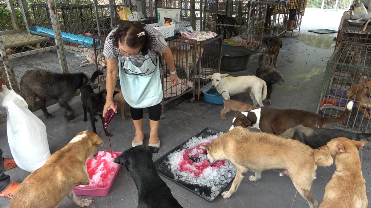 ลำปางร้อนทะลุ 43 องศา! หมาแมวพันกว่าตัวที่วัดเวฬุวนารามกระทบหนัก