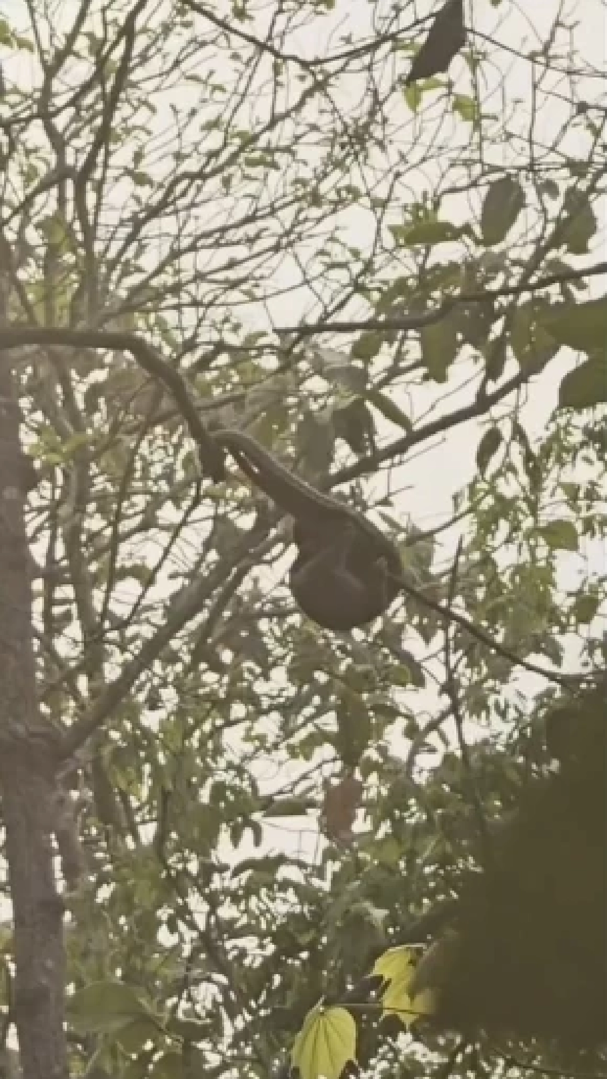 ไฟป่าเชียงใหม่ทำพิษ ชาวบ้านช่วยลิ่นรอดไฟป่าหวุดหวิด