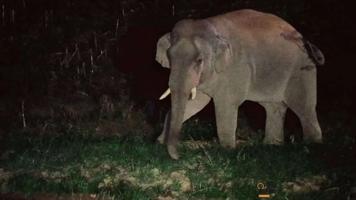 ระทึก! เจ้าด้วนลานฮอ บุกวังน้ำเขียว จนท. ล้อมคืนป่าสำเร็จ