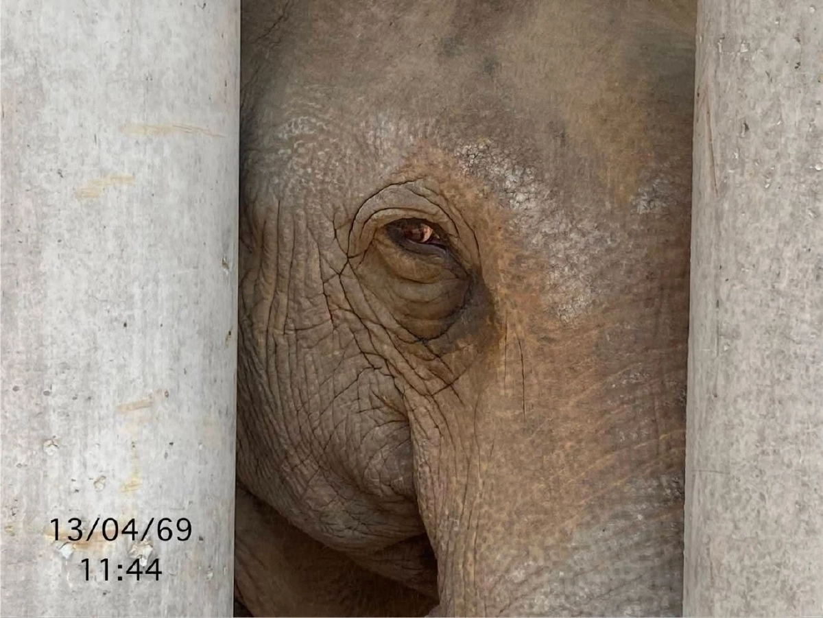 เผยความจริง! สีดอแก้วตาเจ็บจริงไหม? หลังคลิปว่อนโซเชียล