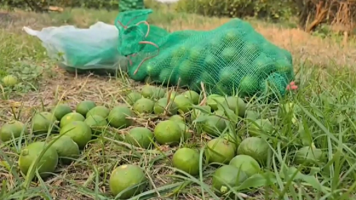 มะนาวแพงจัด! เกษตรกรนครสวรรค์ผวาหนัก ต้องนอนเฝ้าสวนกันขโมย