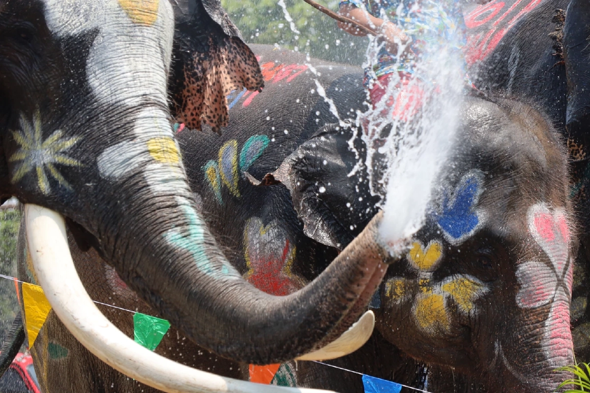 อยุธยาพร้อม! ขนช้าง 10 เชือกเล่นน้ำปาร์ตี้โฟมรับสงกรานต์