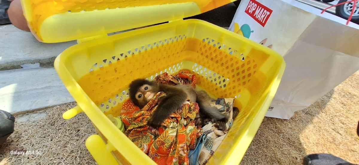 ทลายแก๊งข้ามชาติ! รวบไทย-อินเดีย ค้าค่างแว่นถิ่นใต้