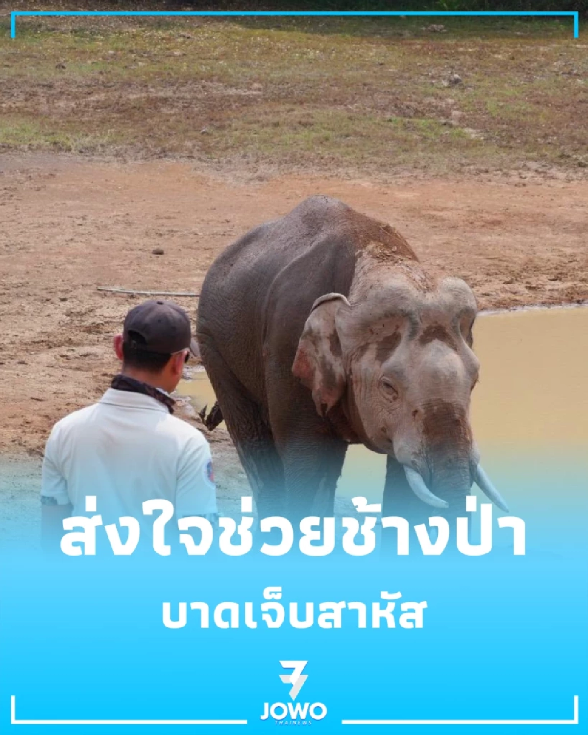 ส่งใจช่วย พลายจ่าย่น ช้างป่าเจ็บสาหัส ทีมหมอเขาใหญ่รุดช่วยชีวิต