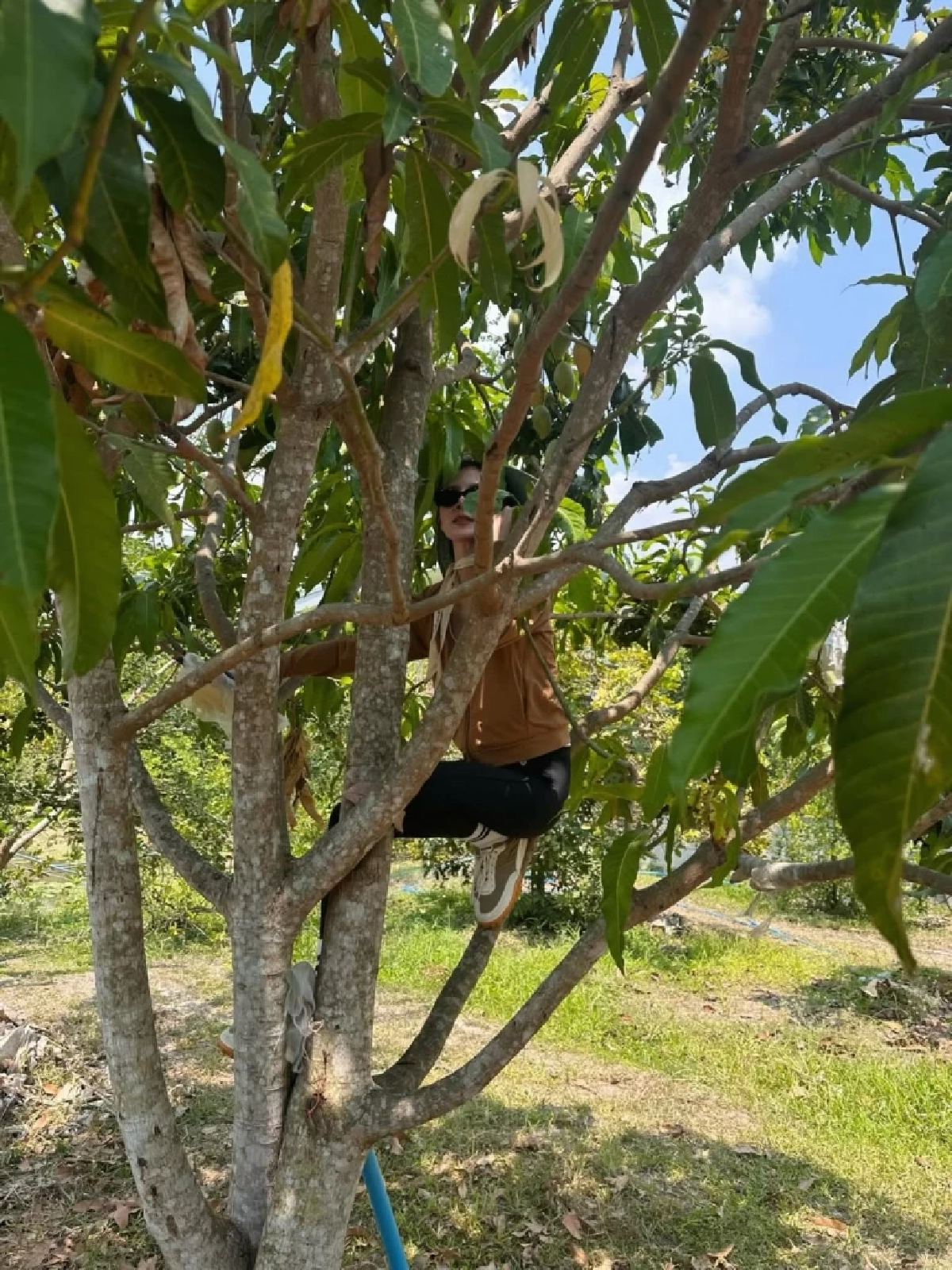 ใบเฟิร์น พิมพ์ชนก ควงคุณแม่เก็บมะม่วง โมเมนต์เรียบง่ายแต่อบอุ่น