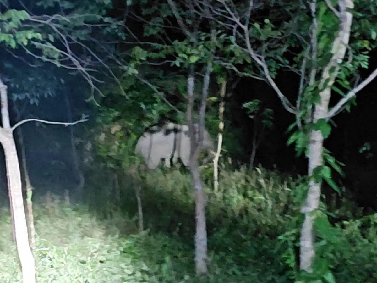 เขตฯ อ่างฤาไน ใช้โดรนติดตามช้างป่าบาดเจ็บที่เขาชะเมา เตรียมรักษาด่วน