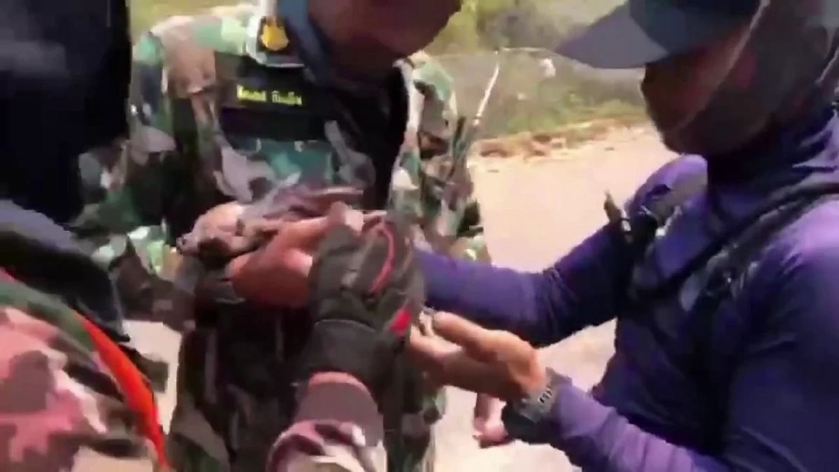 ช่วยลูกหมูป่า "บุญรอด" หนีไฟป่าเชียงดาว สภาพถูกไฟคลอกอิดโรย