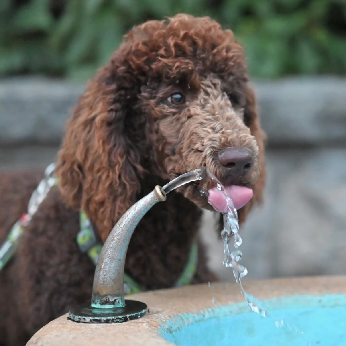 วิธีดูแลสัตว์เลี้ยงช่วงหน้าร้อน ป้องกันขาดน้ำและโรคฮีทสโตรก