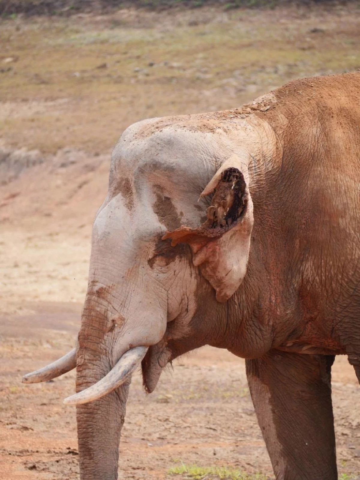 จนท.เขาใหญ่เร่งรักษา 'พลายจ่าย่น' บาดเจ็บหนัก หางขาดแผลทั่วตัว