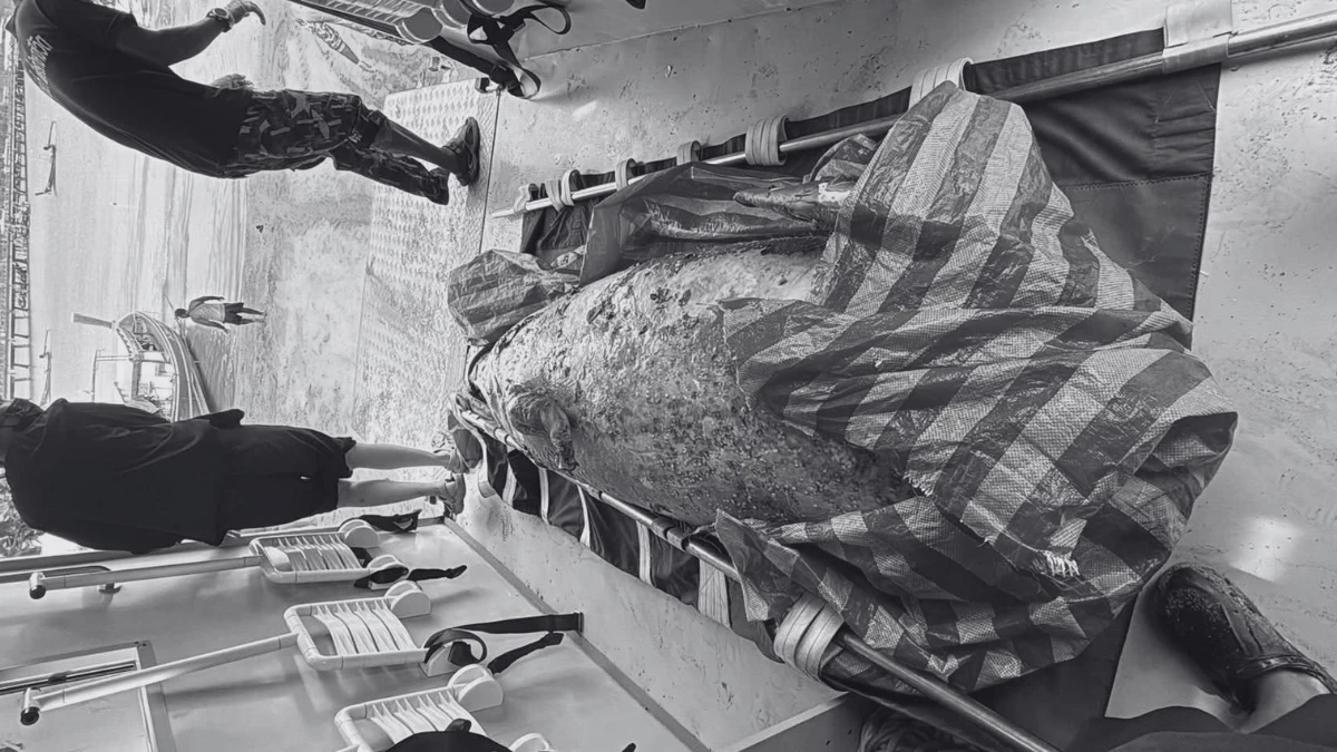 สลด! พบซากพะยูนถูกตัดหัวมัดหินถ่วงน้ำ เจ้าหน้าที่เร่งล่าคนผิด