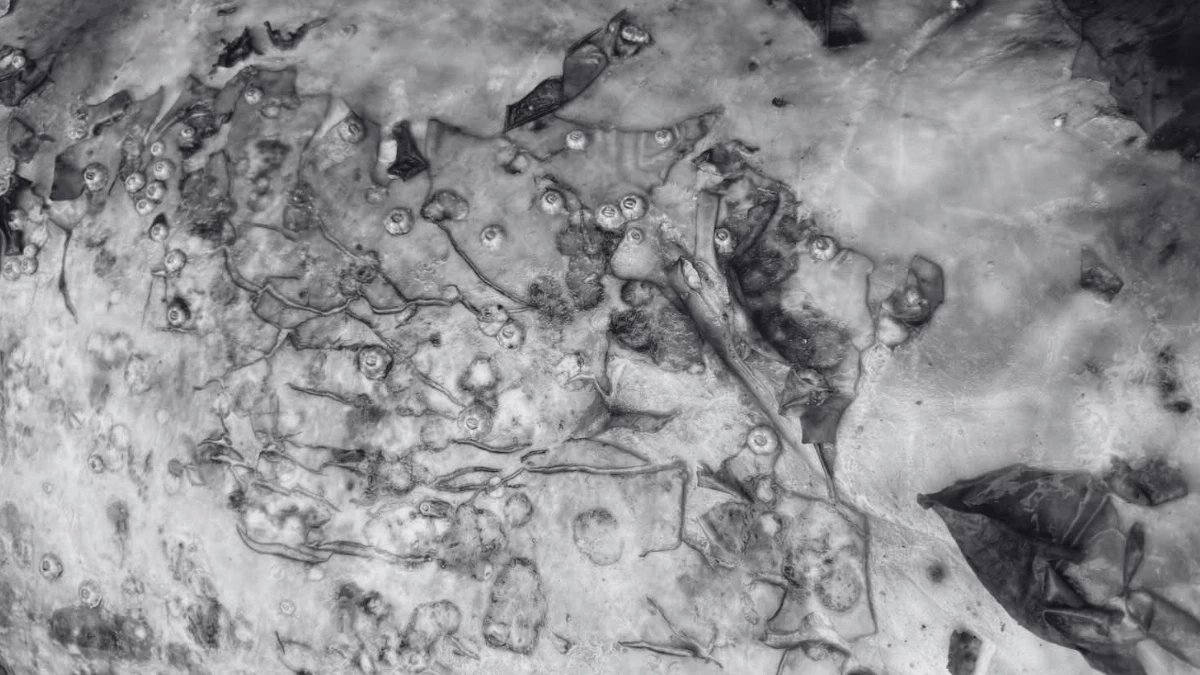 สลด! พบซากพะยูนถูกตัดหัวมัดหินถ่วงน้ำ เจ้าหน้าที่เร่งล่าคนผิด