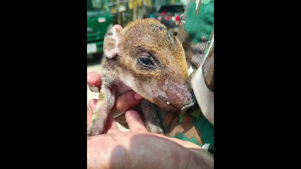 ช่วยลูกหมูป่า "บุญรอด" หนีไฟป่าเชียงดาว สภาพถูกไฟคลอกอิดโรย