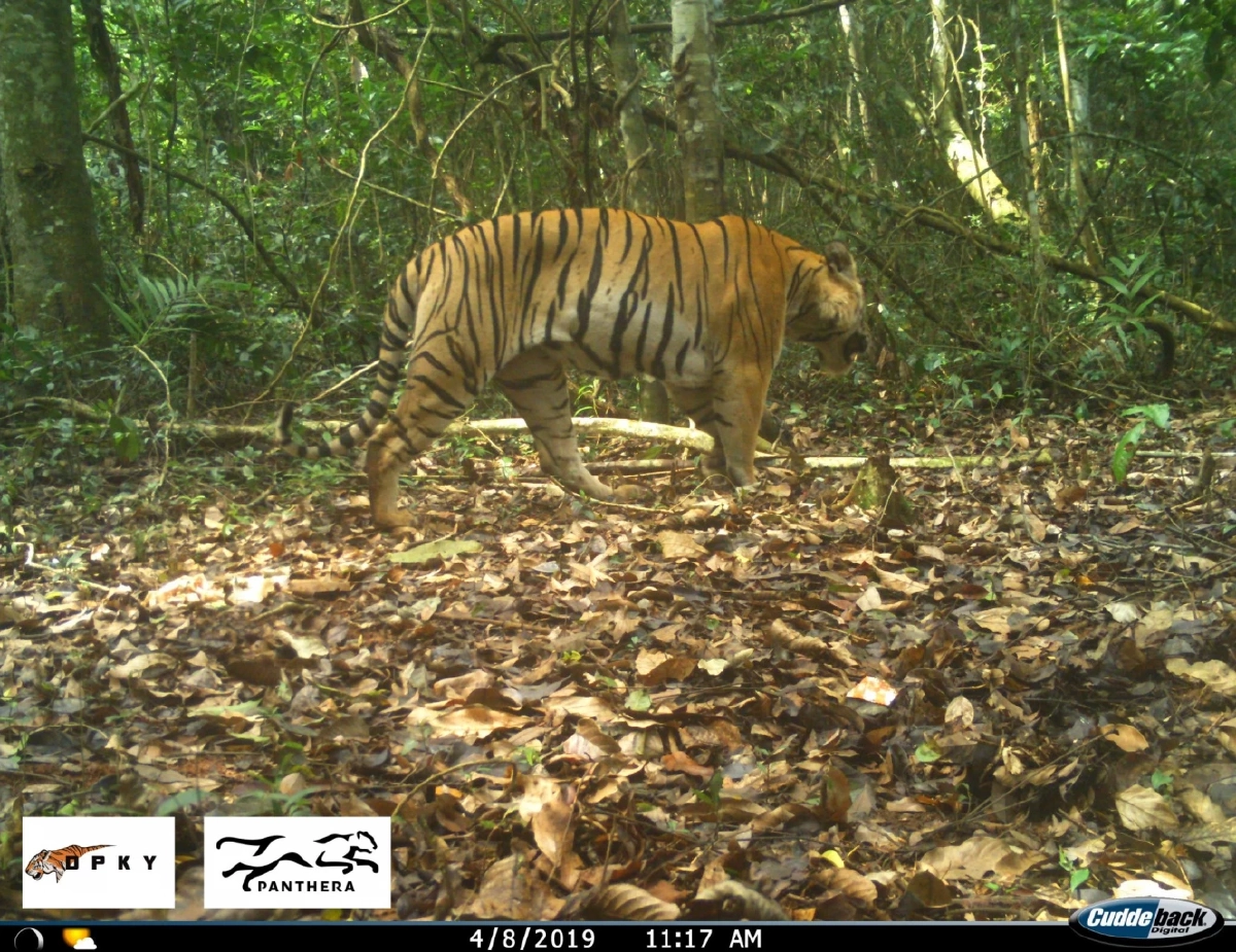 ปิดตำนานเจ้าป่า! "ศรีโกสา" จบชีวิตตามธรรมชาติในป่าทับลาน