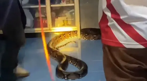 เปิดบ้านเลขที่ งูเหลือมยักษ์ 5 เมตร เลื้อยซุกครัวกลางดึก