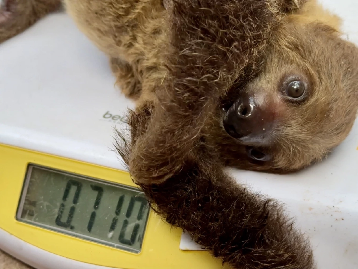 เขาเขียวเจาะเลือดลูกสลอธตรวจ DNA ลุ้นเพศก่อนโหวตชื่อ