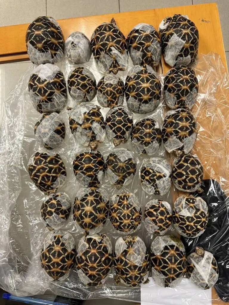 โป๊ะคาสุวรรณภูมิ สาวไต้หวันพิรุธ เรียกตรวจเจอเต็มๆ แปะไว้ตามตัว