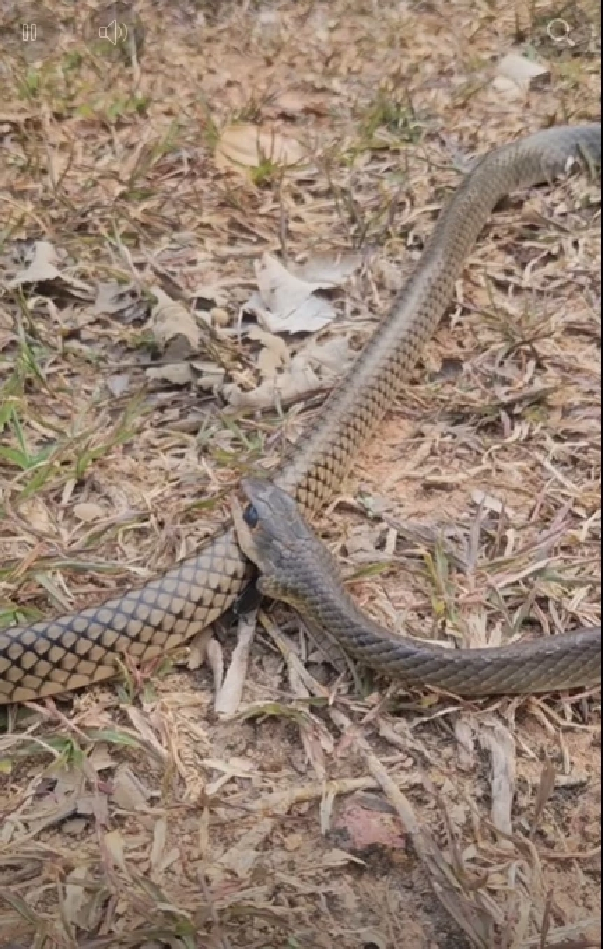 ถึงบางอ้อ นิค อสรพิษวิทยา เฉลยแล้ว งูกัดตัวเอง แท้จริงเพราะอะไร