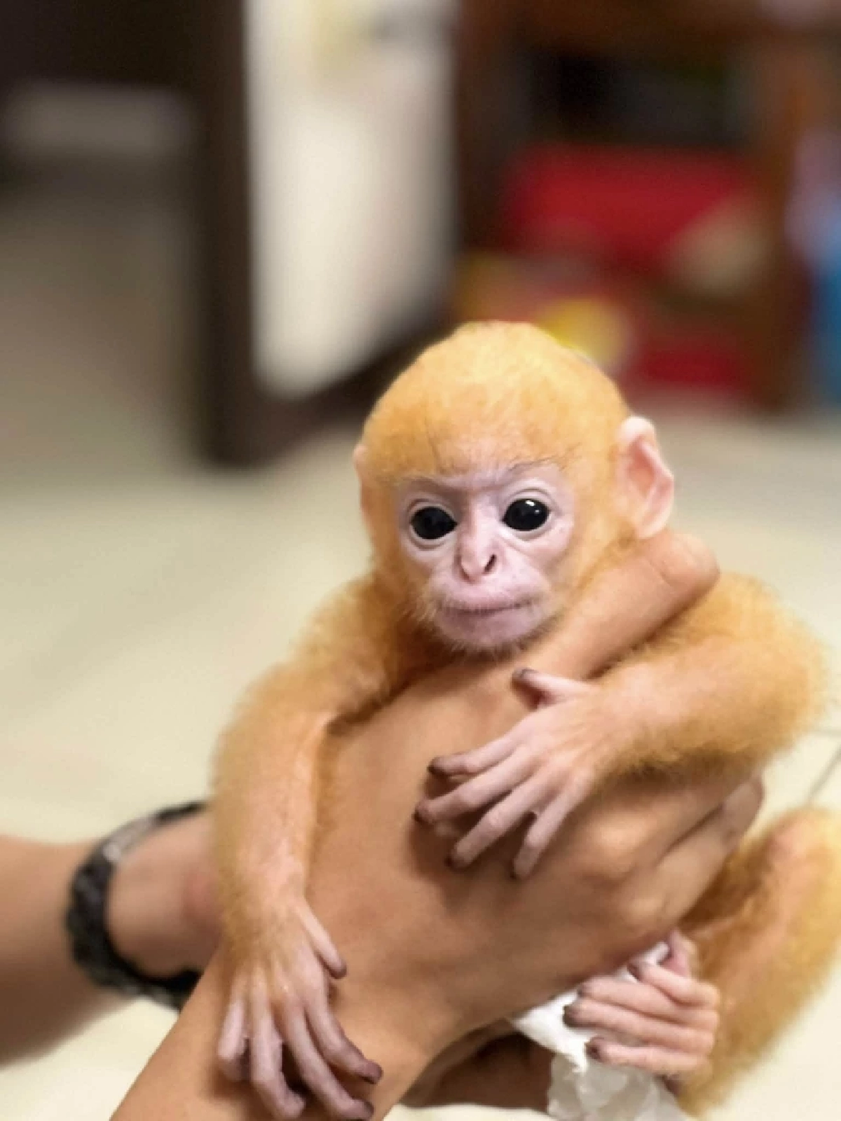 สวมบทแม่จำเป็น เจ้าหน้าที่ช่วยชีวิต ลูกค่างแว่น พลัดหลงในป่า