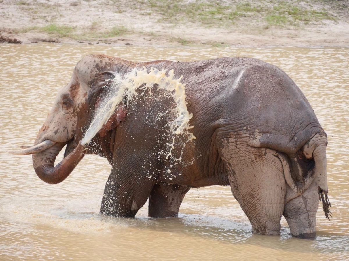 จนท.เขาใหญ่เร่งรักษา 'พลายจ่าย่น' บาดเจ็บหนัก หางขาดแผลทั่วตัว