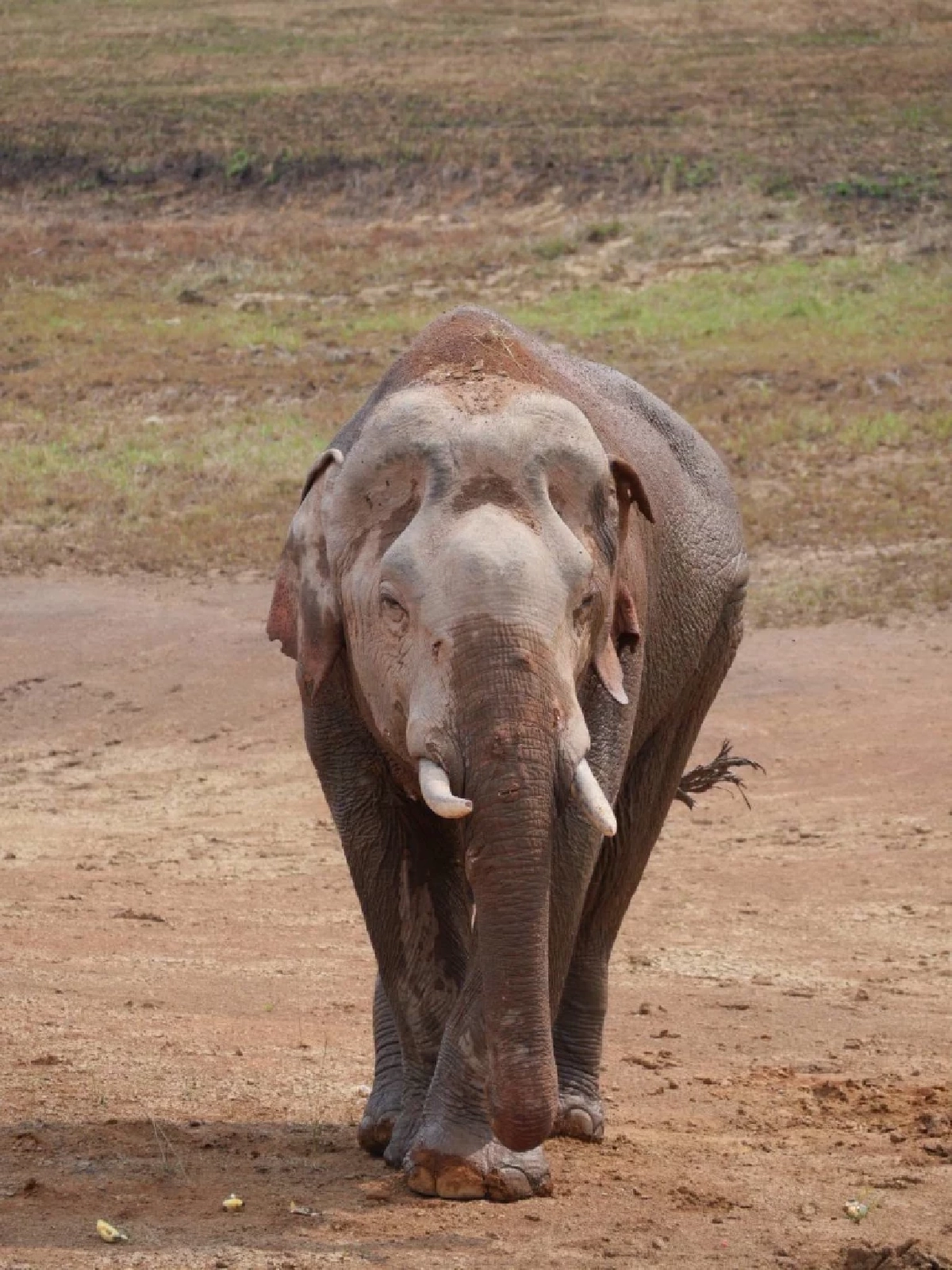 จนท.เขาใหญ่เร่งรักษา 'พลายจ่าย่น' บาดเจ็บหนัก หางขาดแผลทั่วตัว