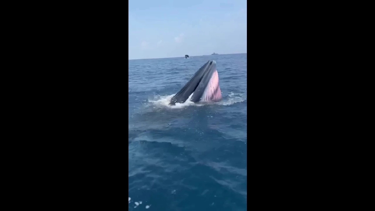 วาฬบรูด้าโผล่อวดโฉมทะเลชุมพร ต้อนรับนายกฯ-โชว์ความสมบูรณ์