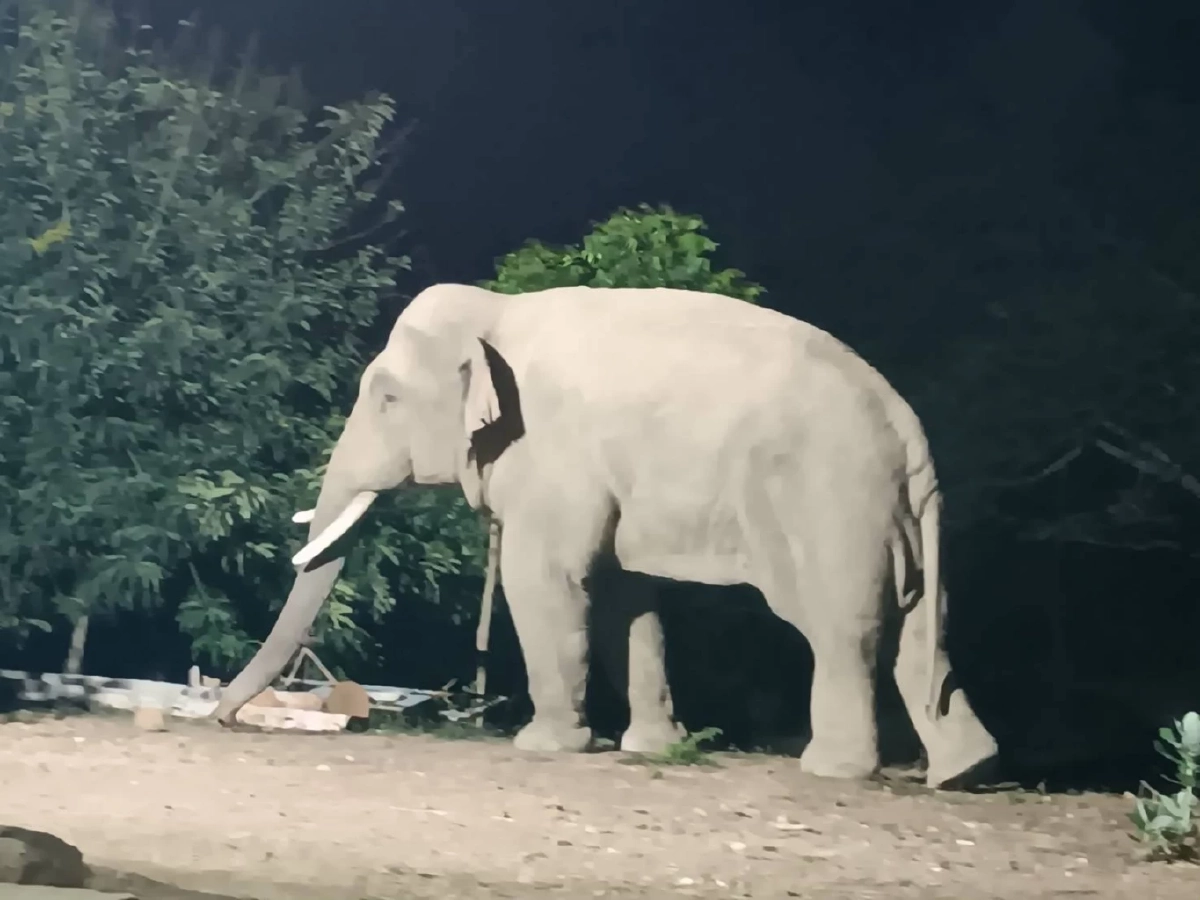 ทีมแพทย์เร่งช่วย "พลายบิด" ช้างป่าเขาอ่างฤาไน อาการน่าเป็นห่วง